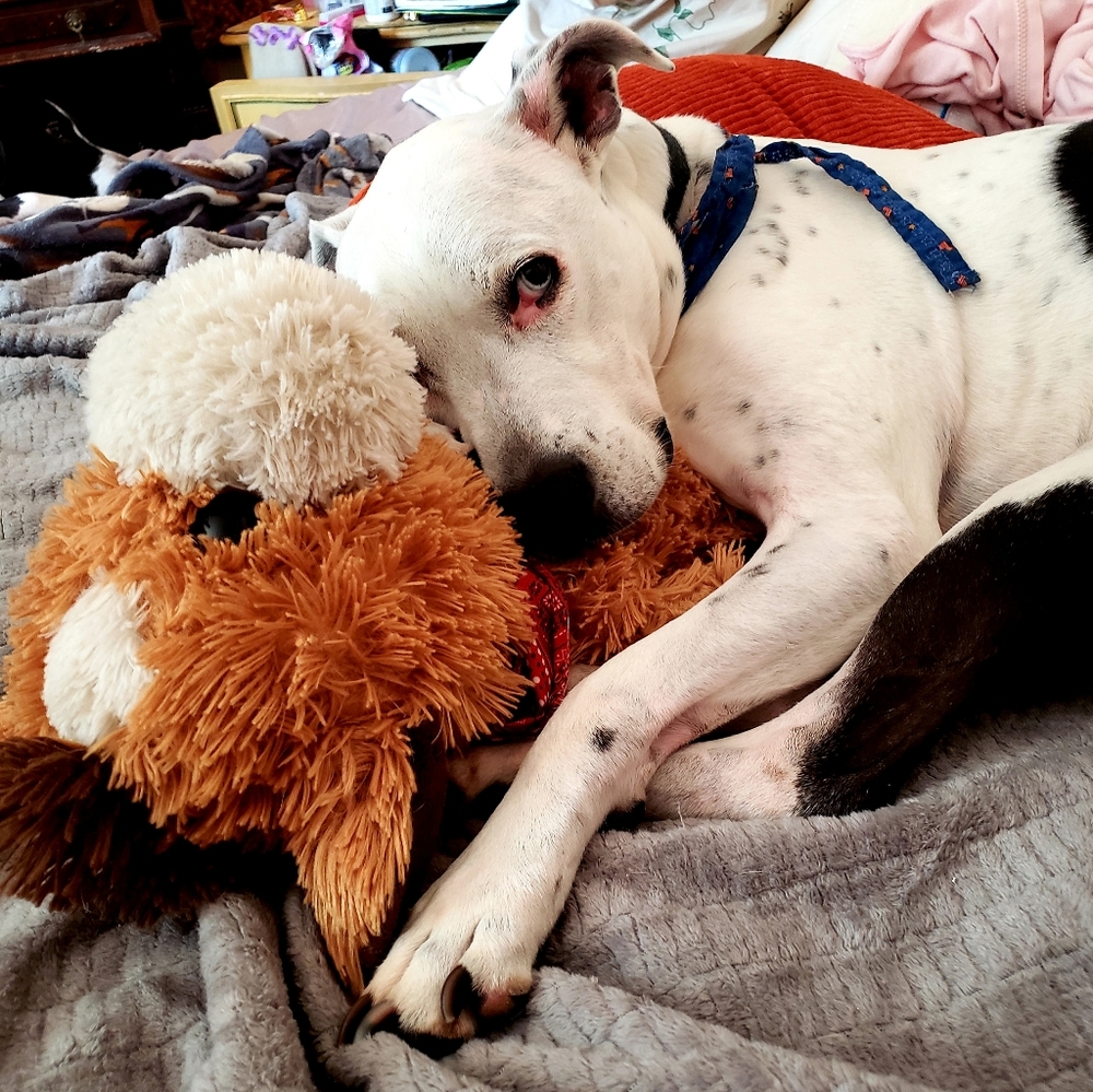 My best friend has renal disease, sales help his vet bills